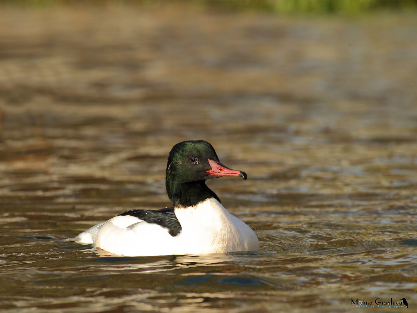 Smergo maggiore (Mergus merganser) maschio